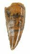 Serrated, Raptor Tooth - Morocco #48154-1